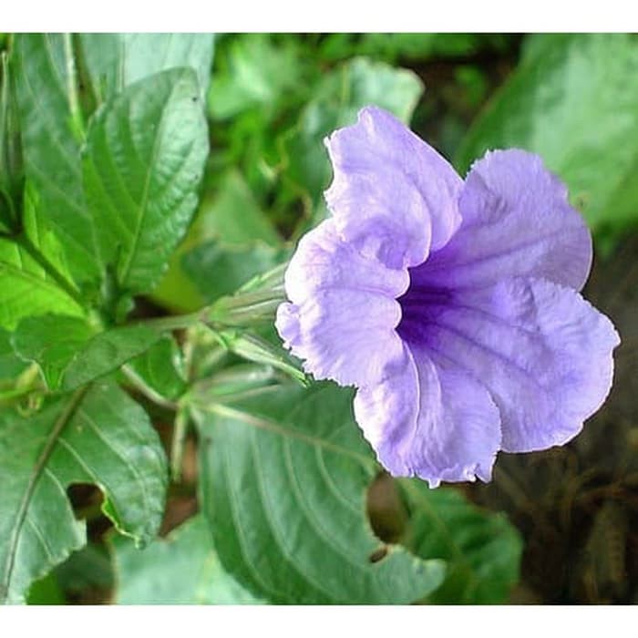 BIBIT TANAMAN HIAS/HERBAL BUNGA KENCANA UNGU PLETEKAN RUELLIA TUBEROSA