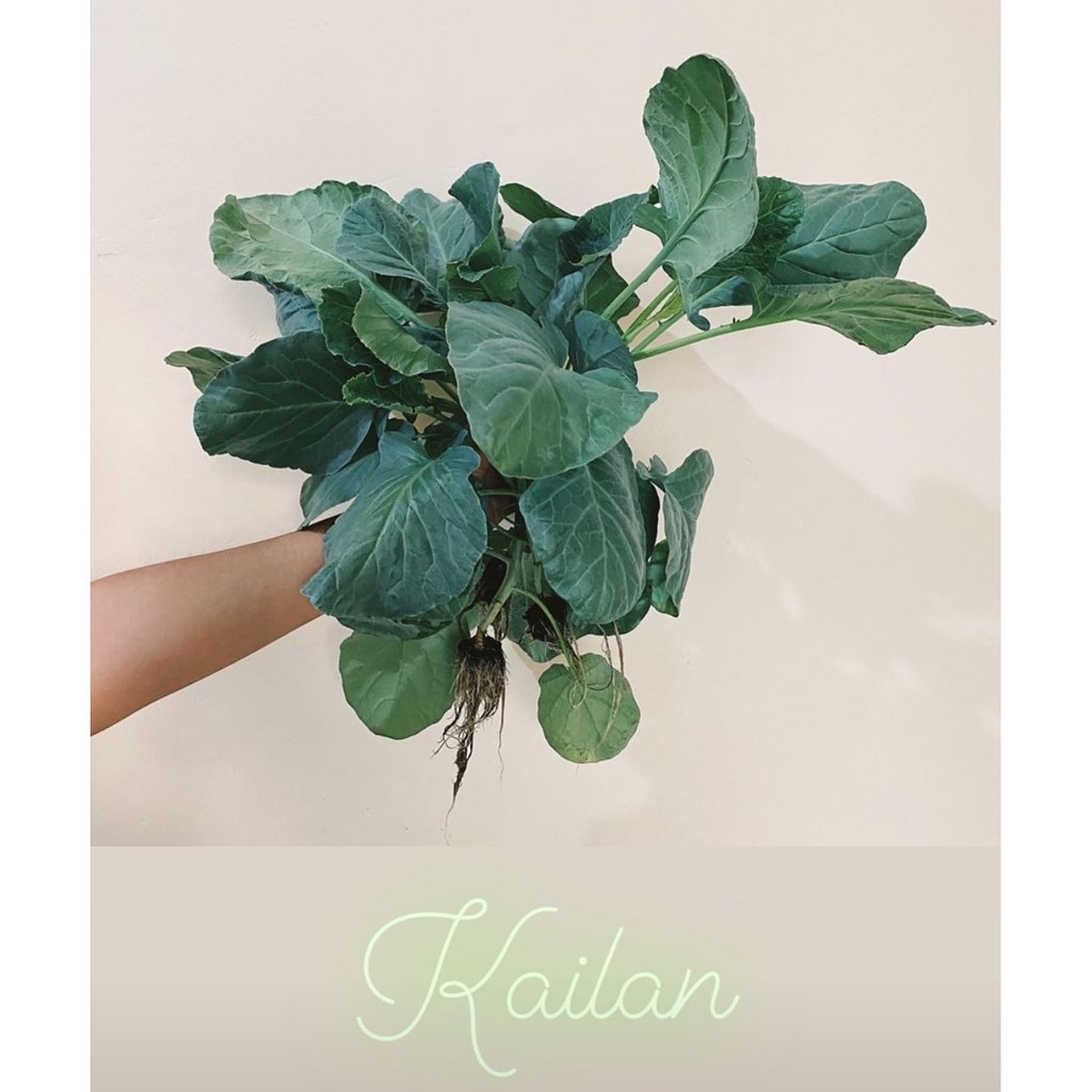 Sayur kailan 250 gr hidroponik sayur sawi samhong pakcoy kangkung