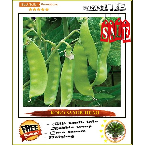 biji benih koro sayur hijau /15 biji Shopee Indonesia