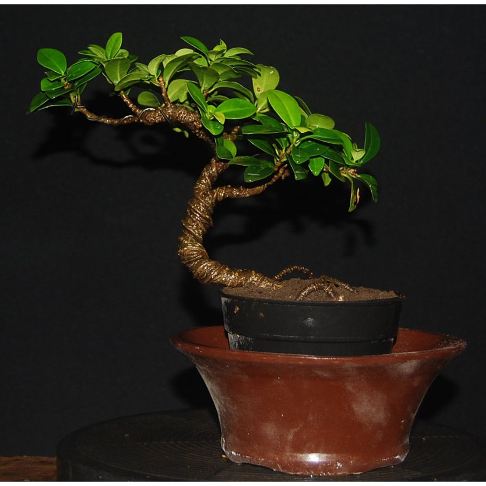 Jual Bonsai Beringin Compacta Ficus Compacta Ori Terbaik Indonesia|Shopee  Indonesia