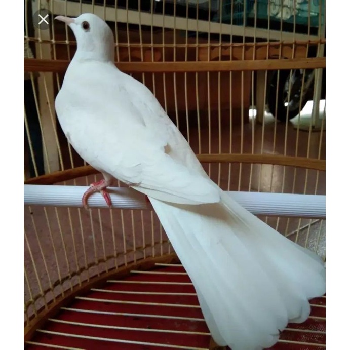 Jual puter putih mata merah Indonesia|Shopee Indonesia