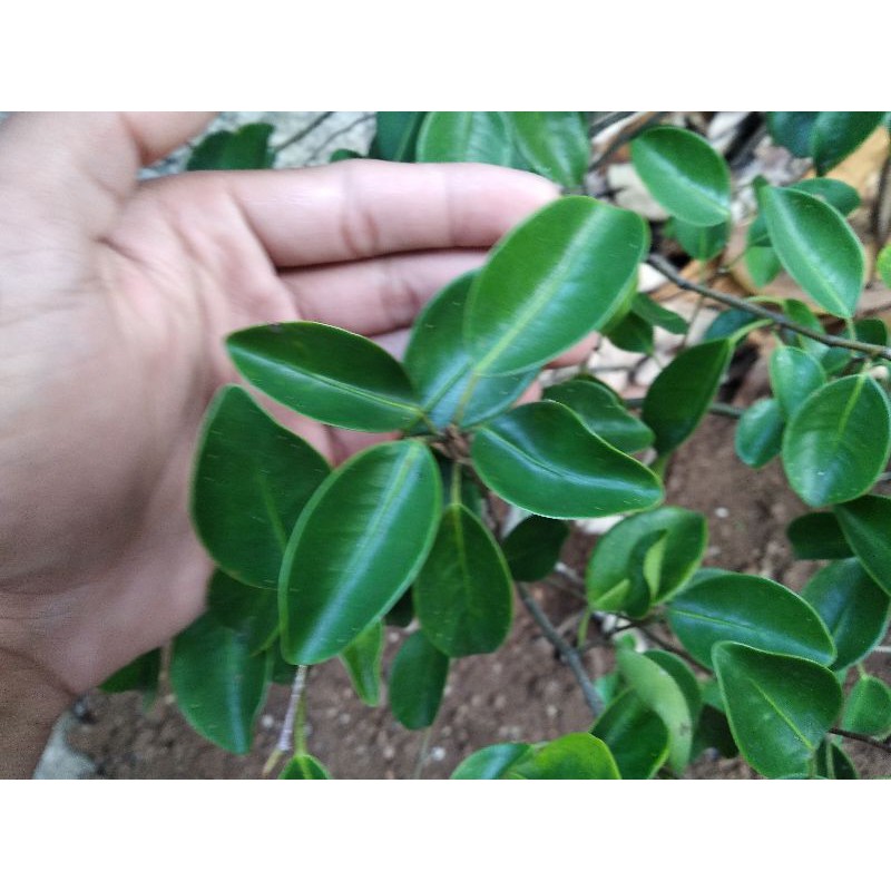 Jual Beringin Sungsang Indonesia|Shopee Indonesia