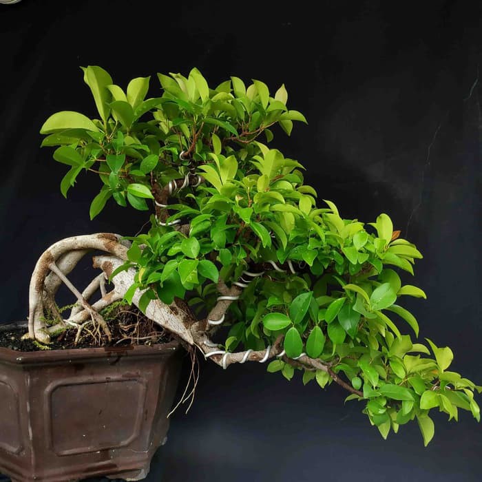 Jual Bonsai Pohon Beringin Ficus Iprik Preh Gaya Semi Cascade  Indonesia|Shopee Indonesia