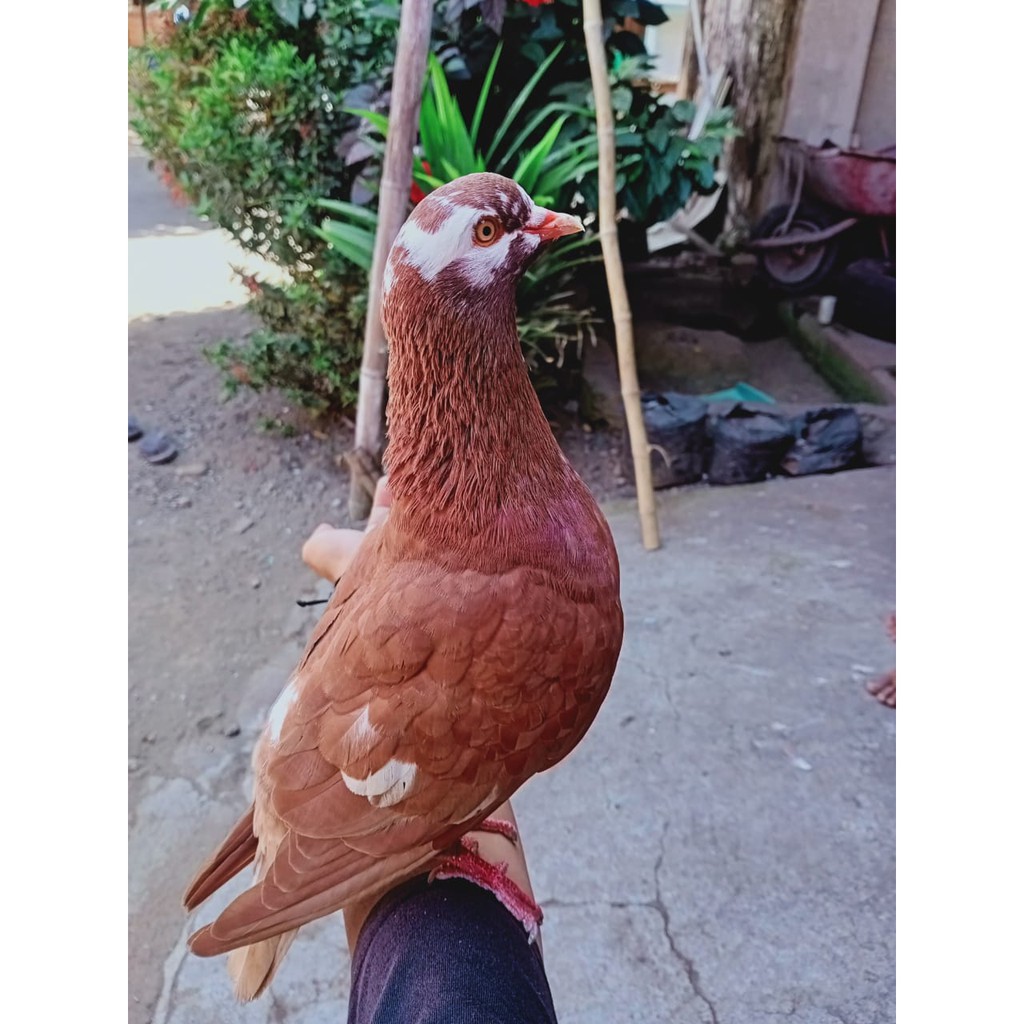 Jual Merpati Gambir Kolongan | Shopee Indonesia