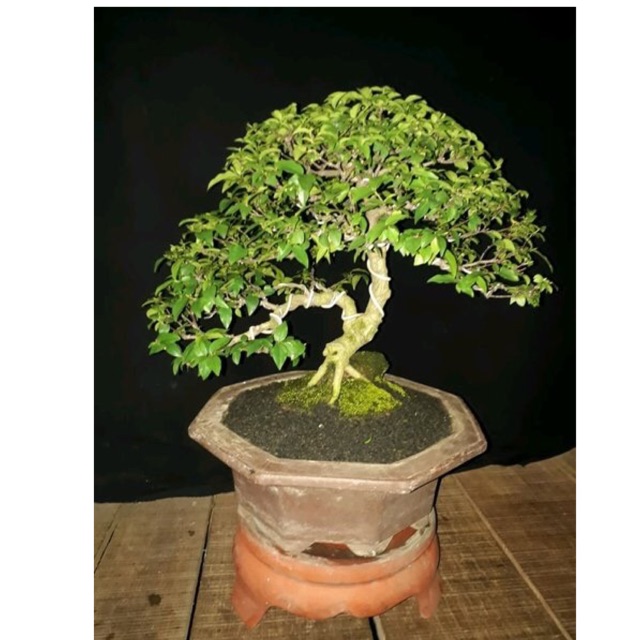 Jual Bonsai Anting Putri Indonesia|Shopee Indonesia