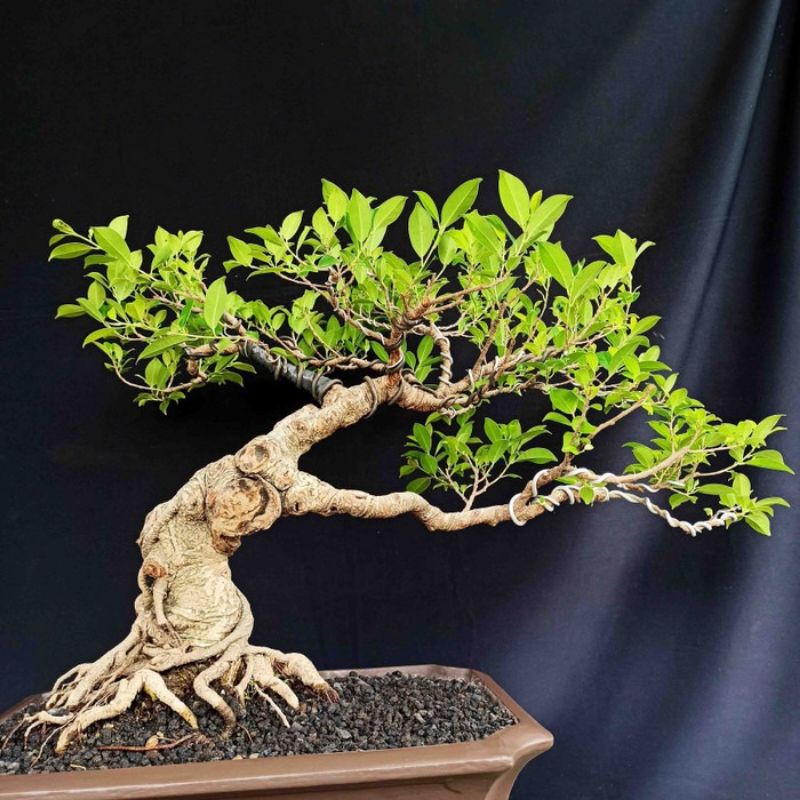 Jual Bonsai Beringin Kimeng Gaya Slanting Indonesia|Shopee Indonesia