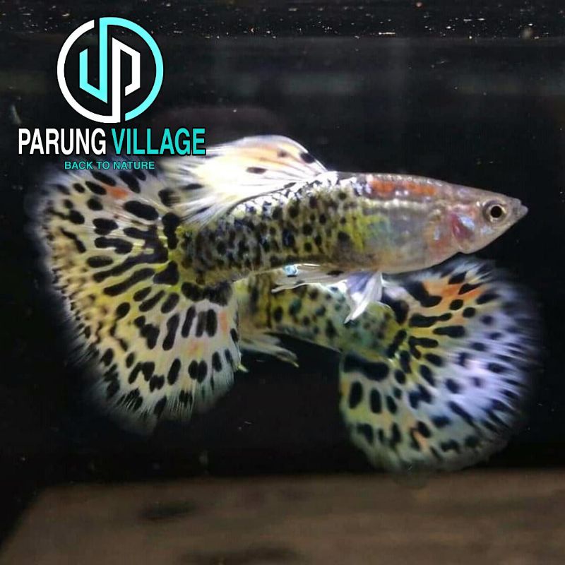 Jual Guppy Leopard Indonesia|Shopee Indonesia