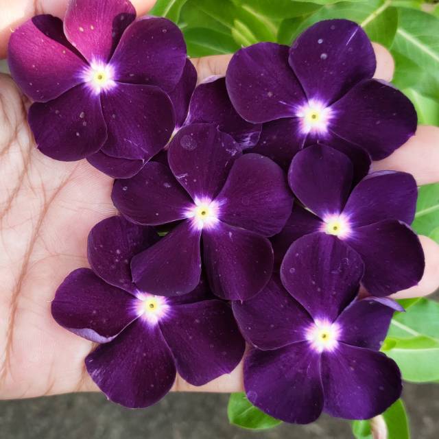 vinca tegak jams jellies blackcerry (vinca JJB) 10 benih freshseed