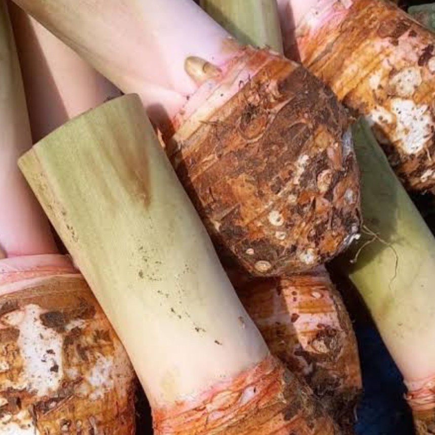 Jual talas bogor utuh 1,52 kg tales bogor Shopee Indonesia