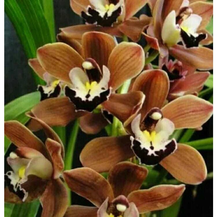Jual Anggrek Cymbidium Coklat Totol Hibridd Murah | Shopee Indonesia