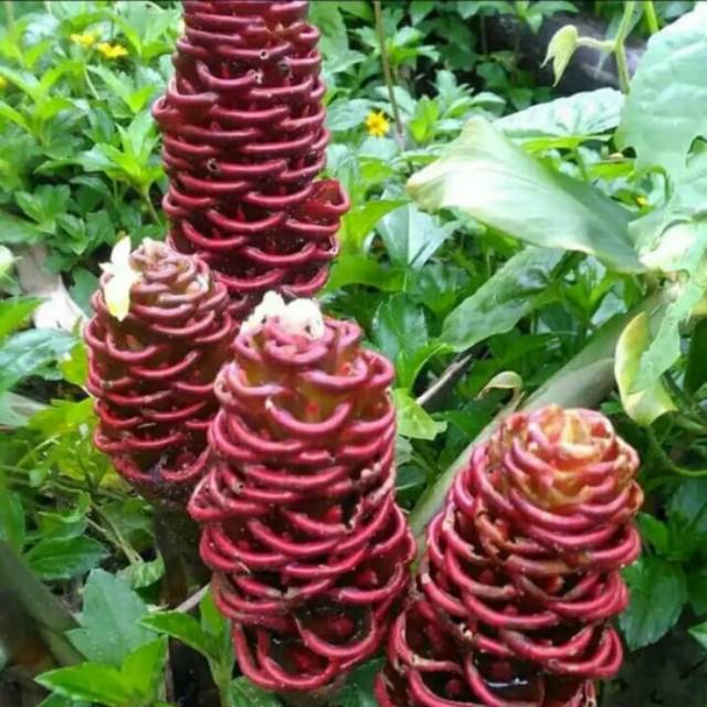 Bibit tanaman bangle Shopee Indonesia