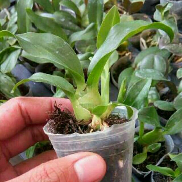 Gambar Anggrek Gigantea GAMBAR BUNGA