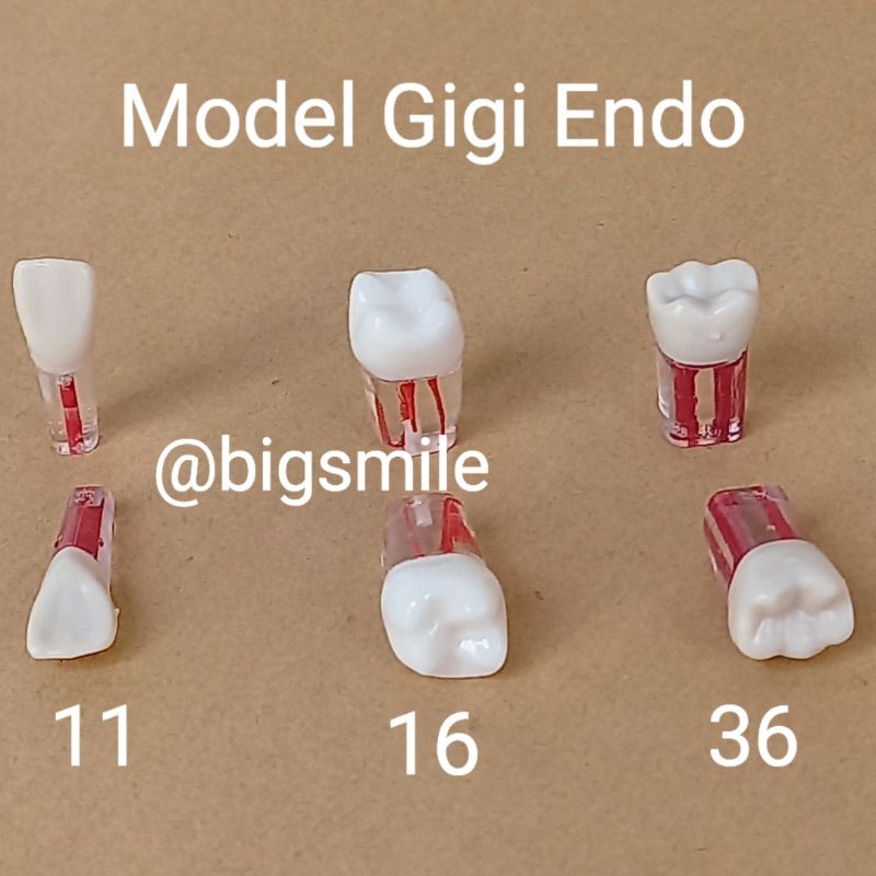 Jual Gigi Endo Molar Premolar Incisor Canine Model Gigi Saluran Akar Root Canal Shopee Indonesia