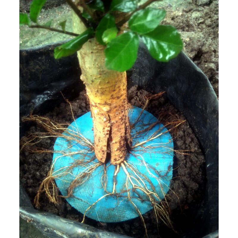 Jual Bahan Bonsai Serut Pecah Batang Siap Untuk Program Akar 1500Gram  Indonesia|Shopee Indonesia