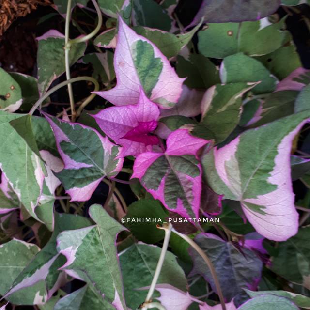 Bibit Ubi Jalar Unggul BIBIT TAMAN