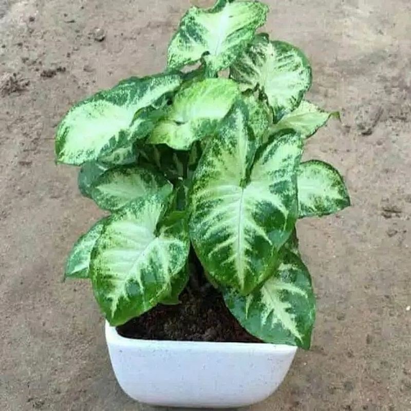 Tanaman Hias Syngonium Keladi Mini Tikus Shopee Indonesia