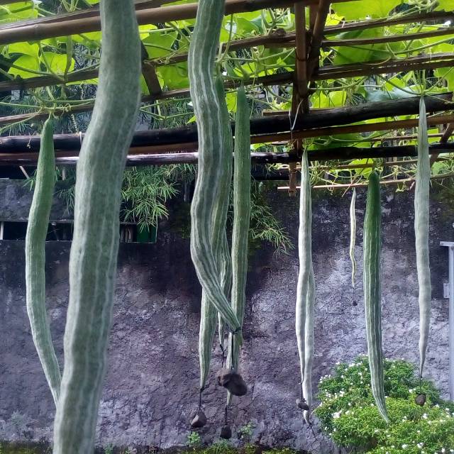 25+ Sayur Pare Belut Images