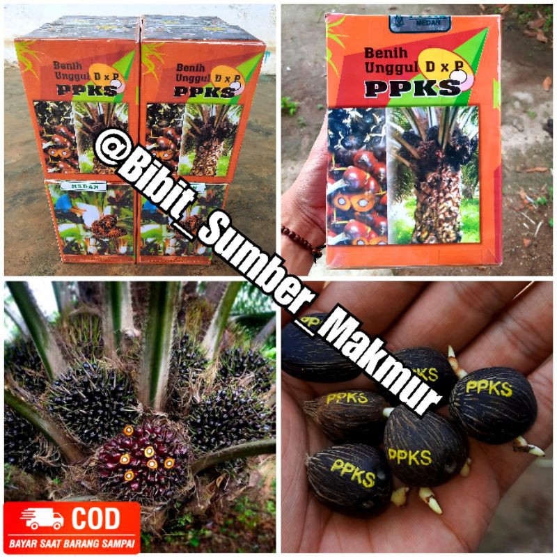 Bibit Benih Kecambah Polong Kelapa Sawit DxP PPKS MEDAN UNGGUL Shopee