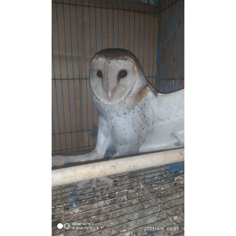 Jual Burung Hantu Tyto Alba Juve Daput (Dada Putih) Indonesia|Shopee Indonesia 800_X_800_jpg