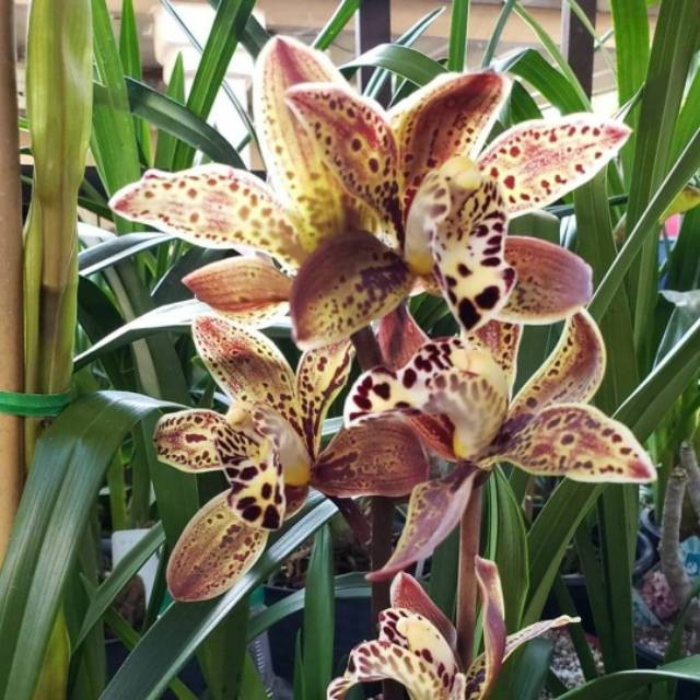 Jual Anggrek Cymbidium Coklat Totol Hibridd Murah | Shopee Indonesia