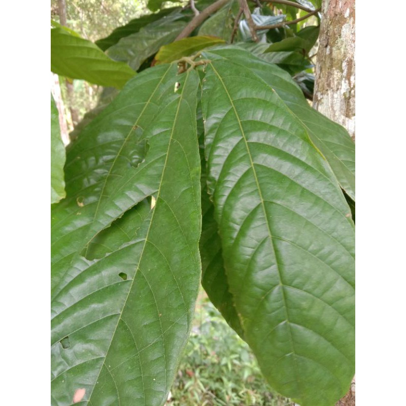 Jual Termurah Dan Terbaik Daun Coklat /Buah Kakao Segar Per Pcs | Shopee Indonesia