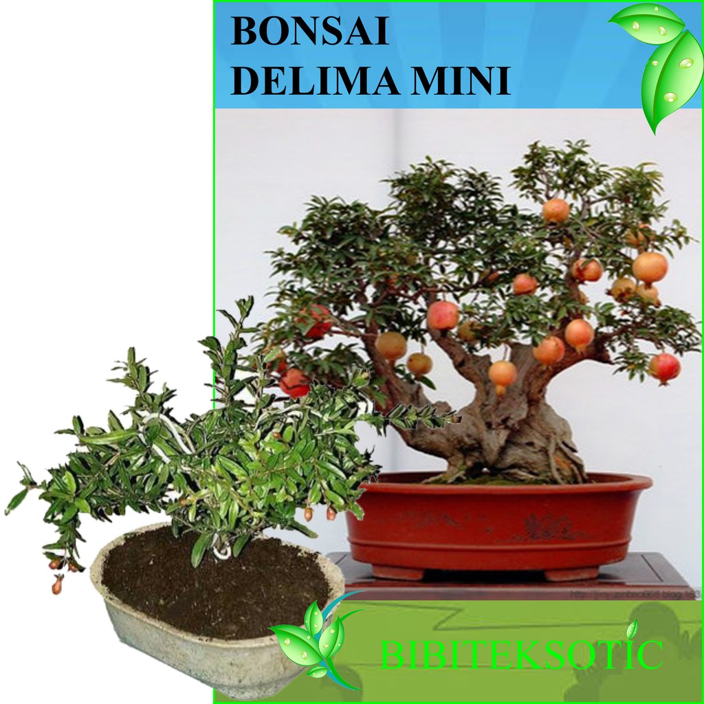 Jual Tanaman Bonsai Delima Mini Indonesia|Shopee Indonesia