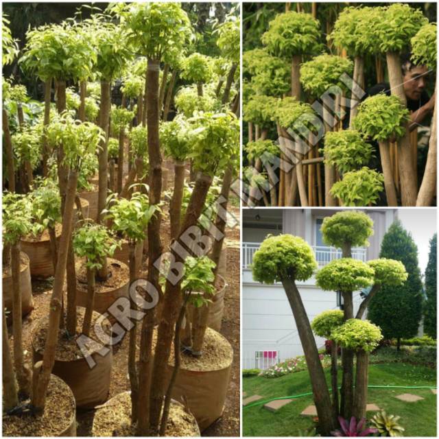 Jual Bonsai Anting Putri Besar 1,5M Untuk Taman Indonesia|Shopee Indonesia