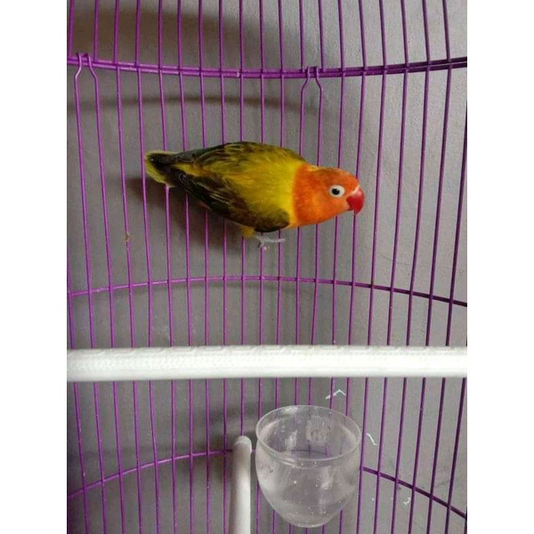 Harga Lovebird Pf Terbaru Januari 2022 | Biggo Indonesia 600_X_600_jpg
