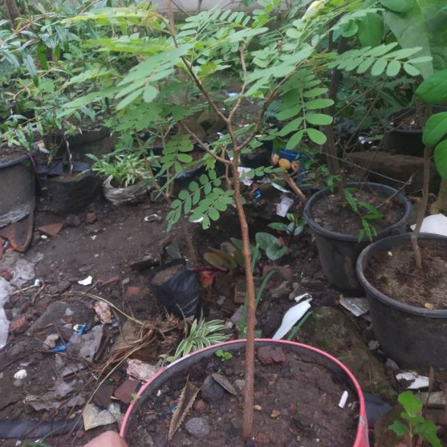 Jual Bonsai Asem Thailand Indonesia|Shopee Indonesia