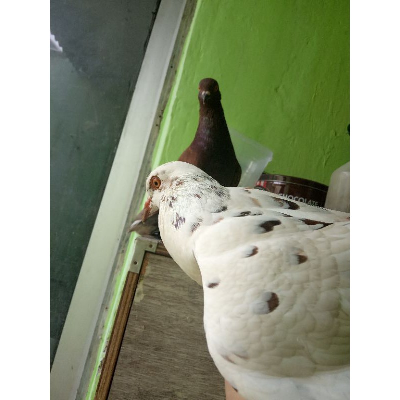 Jual Burung Merpati Sepasang Blorok X Coklat Murah | Shopee Indonesia