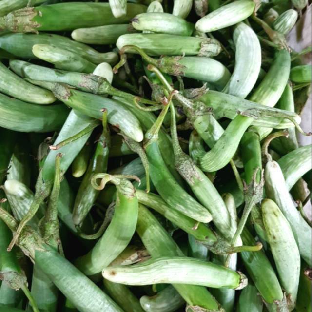 Terong ijo Medan ,berat 500 gram Shopee Indonesia