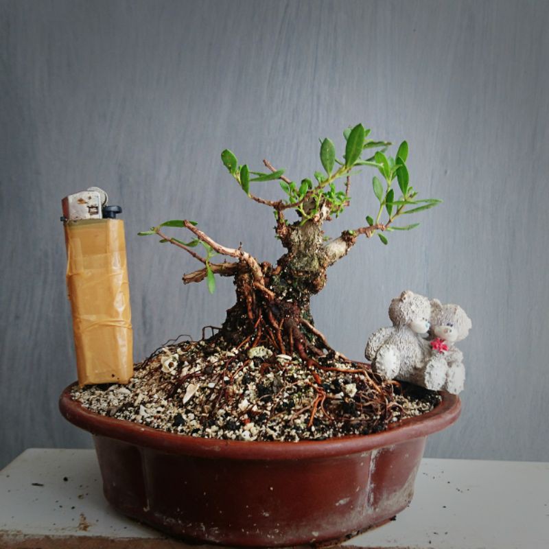 Jual Langka Bahan Bonsai Santigi Shito Indonesia|Shopee Indonesia