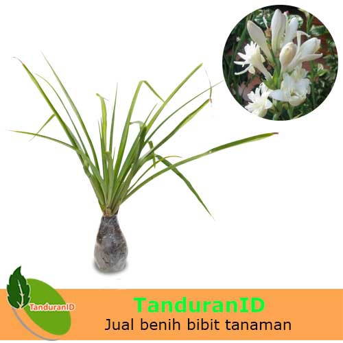 Inspirasi 38+ Jual Tanaman Hias Dan Bibit Tidak Ada Ulasan Toko Bunga