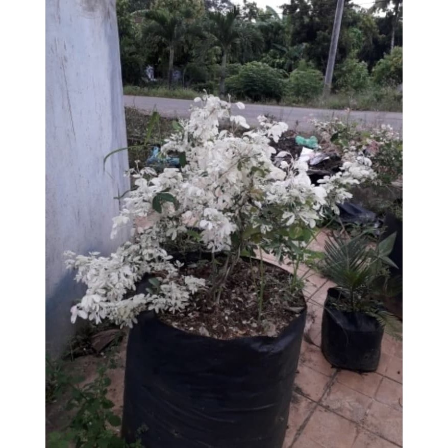 Jual 3 Bibit Tanaman Asam Asem Londo Varigata Indonesia|Shopee Indonesia