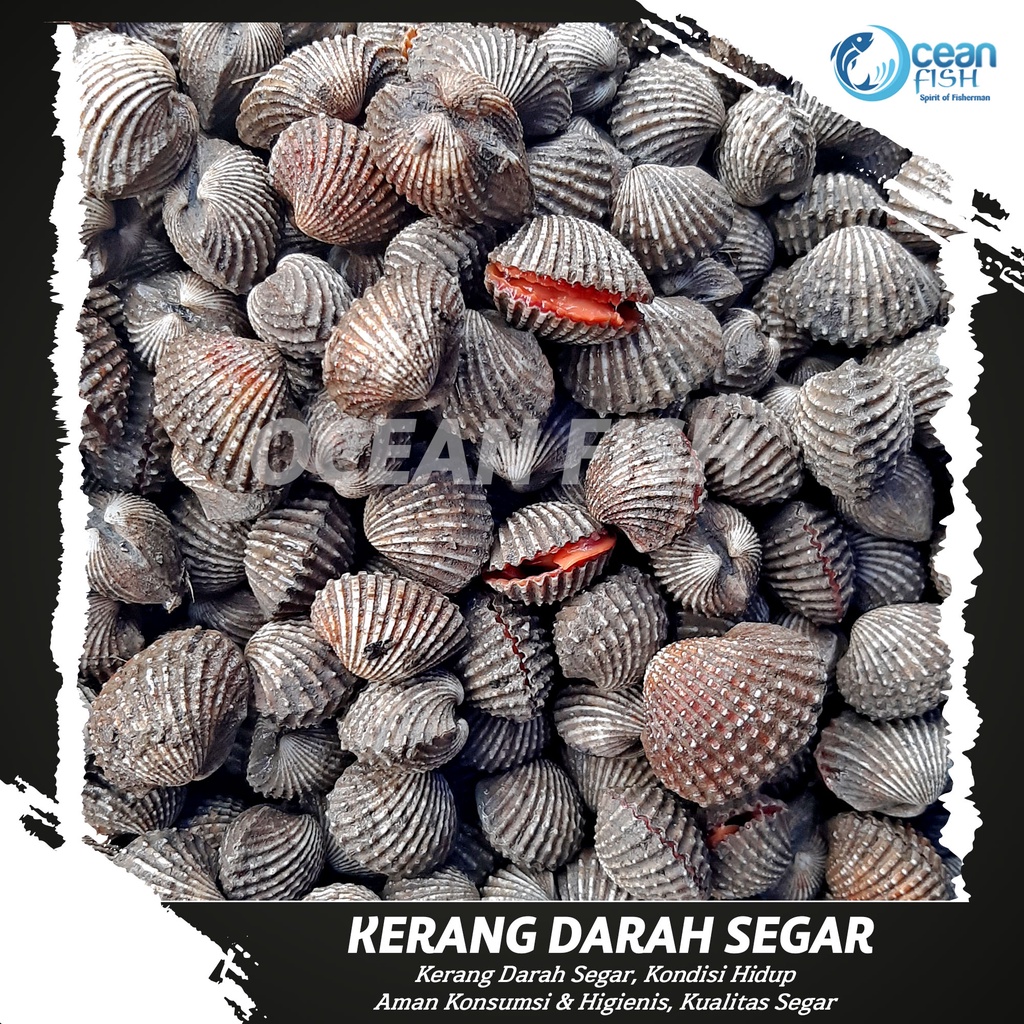 Jual Kerang Darah Fresh/Kerang Darah Segar/Kerang Dara Fresh Besar
