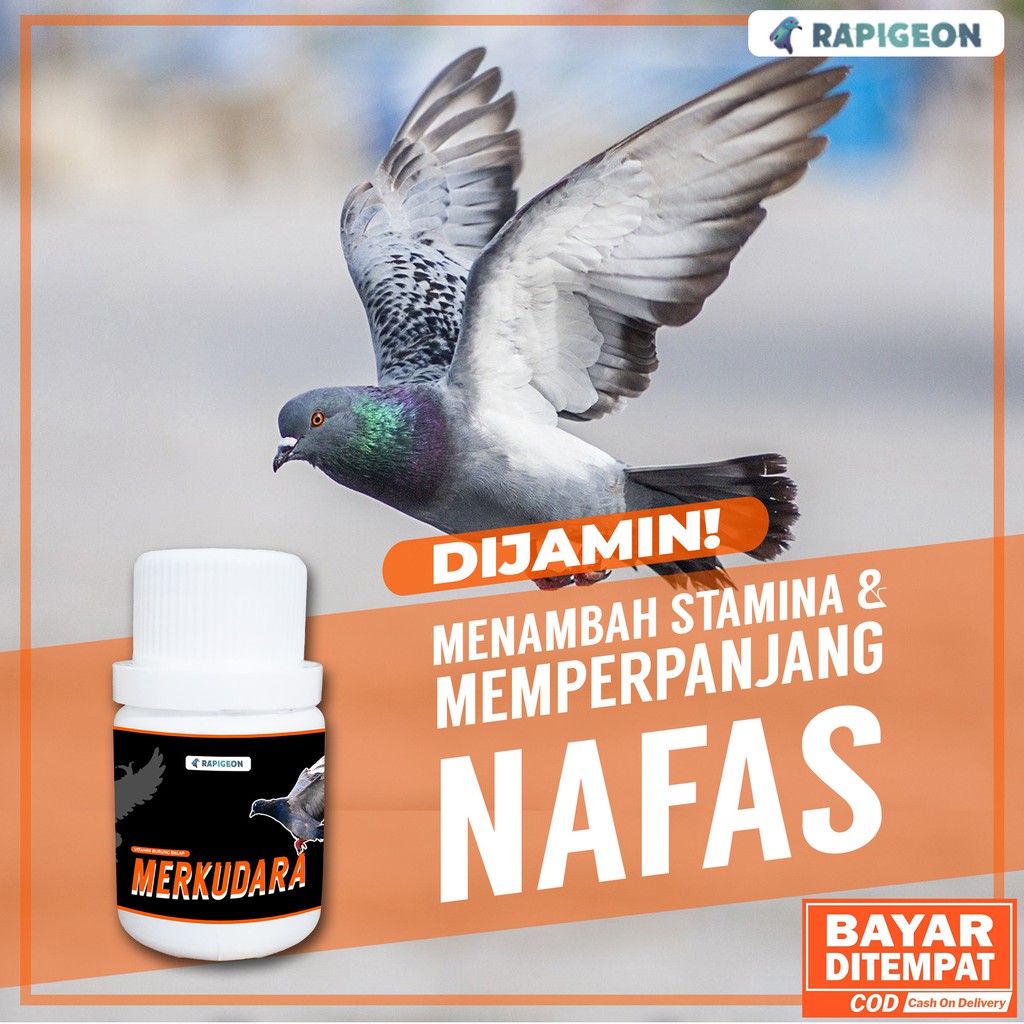 Jamu Penambah Stamina Merpati Balap