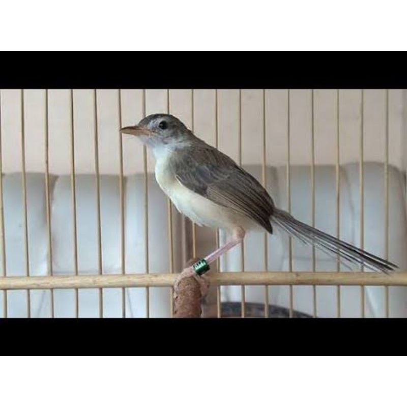 Harga Ciblek Sawah Jantan Terbaru Januari 2022 | Biggo Indonesia 800_X_800_jpg