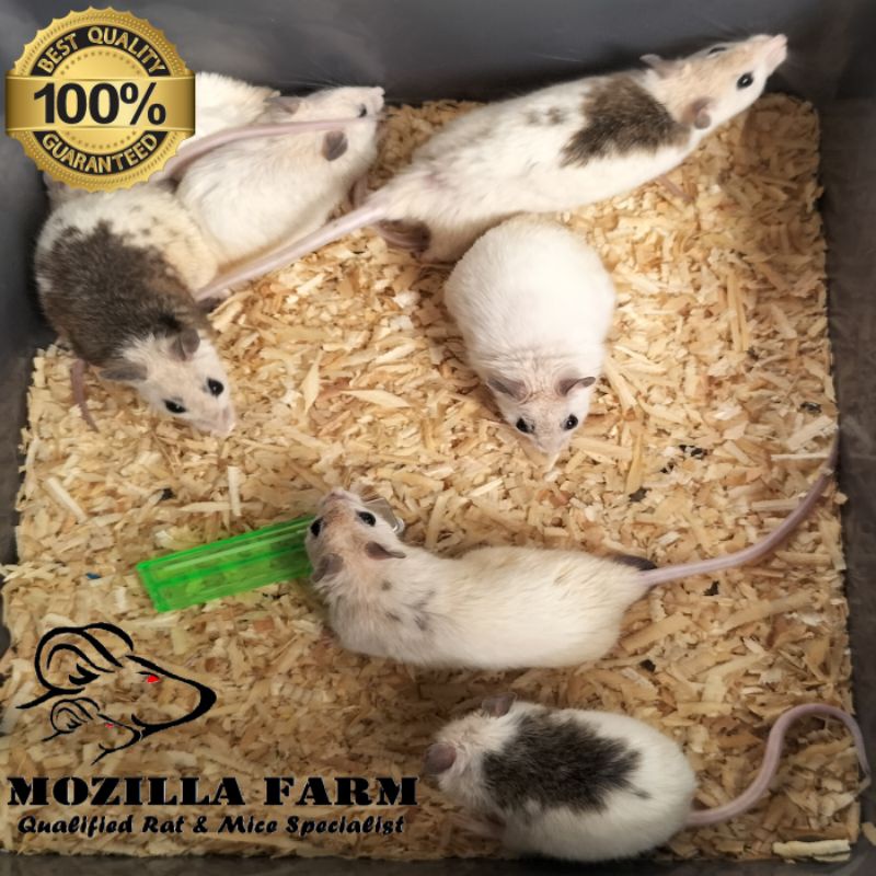 Jual ASF Rat / African Soft Fur Rat Size XXL ( 7190 Gram ) Shopee