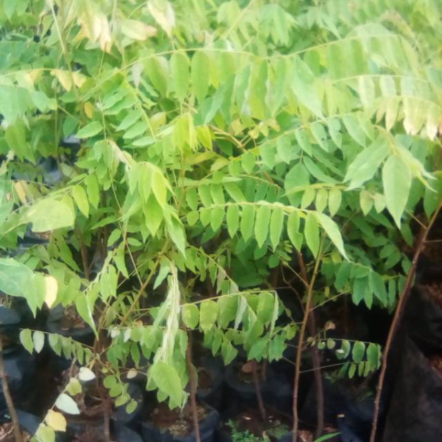 BIBIT BELIMBING WULUH 30CM // BELIMBING WULUNG Shopee Indonesia