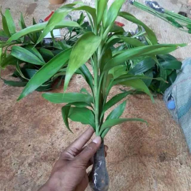 Tanaman hias bambu hoki Sri rezeki pucuk | Shopee Indonesia