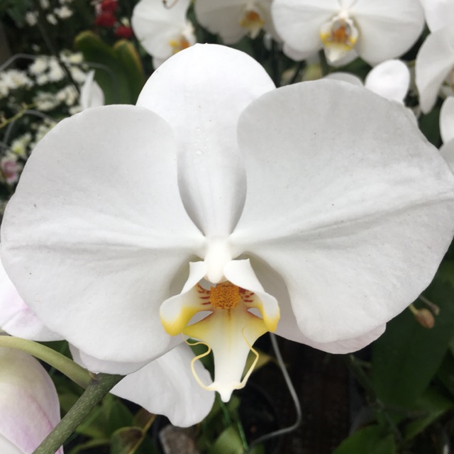 tanaman jadi bunga anggrek bulan putih lidah kuning | Shopee Indonesia