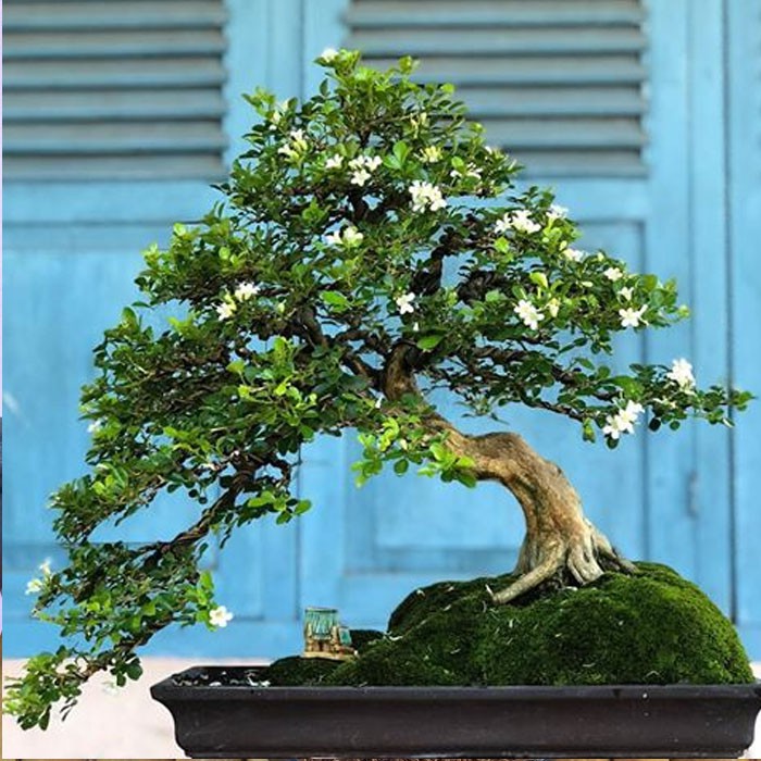 Jual Tanaman Hias Bahan Bonsai Untuk Pemula Dan Profesional Kemuning Mini  Murraya Paniculata Micro Indonesia|Shopee Indonesia