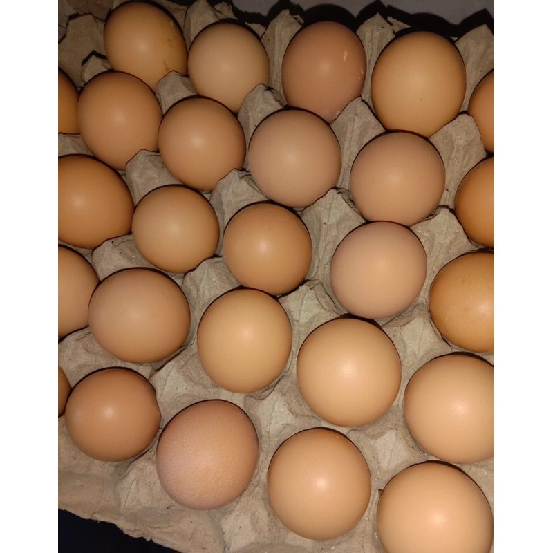 telur ayam sekilo isi berapa Robert Howard