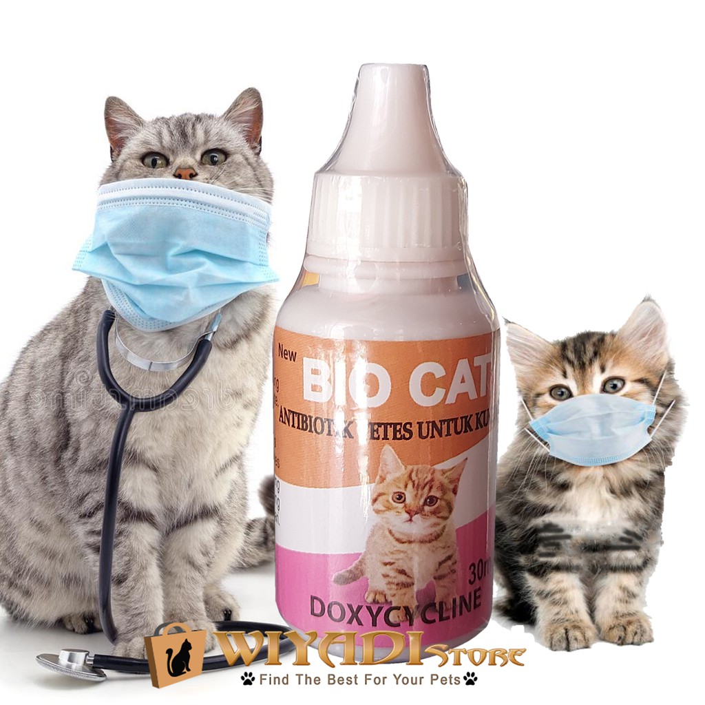 Jual Bio Cat Obat Antibiotik Antibiotic Antibody Imun Kucing Dan Kitten Indonesia