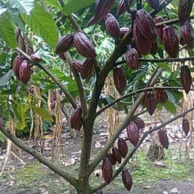 Jual Entres Pohon Kakao Atau Coklat | Shopee Indonesia