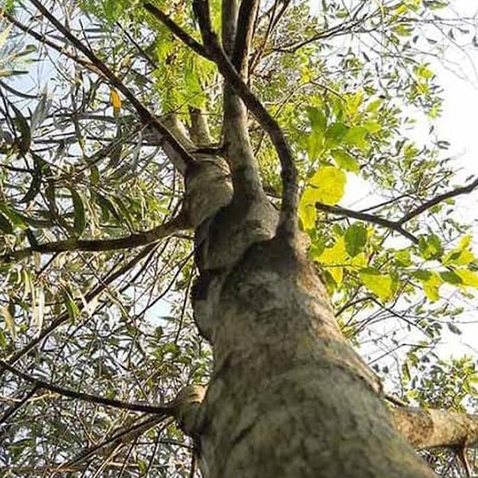 K0H Bibit Pohon Kayu Cendana Bali / Tanaman Cendana | Shopee Indonesia