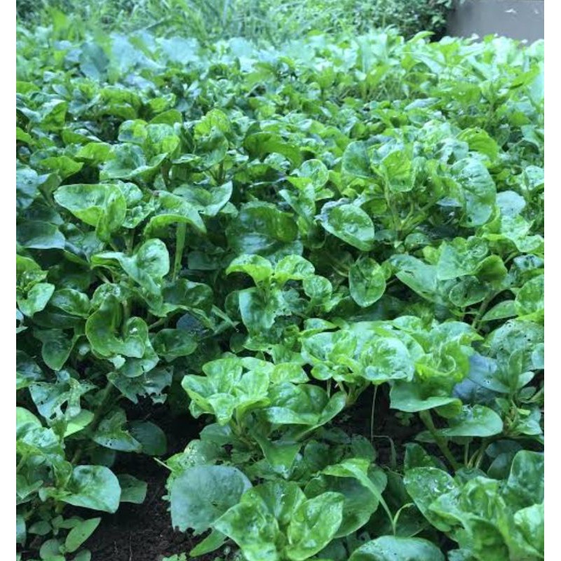 Bibit Bayam Brazil Murah Shopee Indonesia