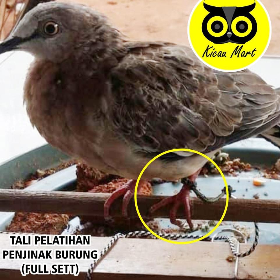 Jual 《Packingaman》 Tali Kaki Burung Tekukur Tali Paut Tali Perkutut Derkuku Puter Tekukur Ikat Kaki Latih Indonesia|Shopee Indonesia 962_X_962_jpg