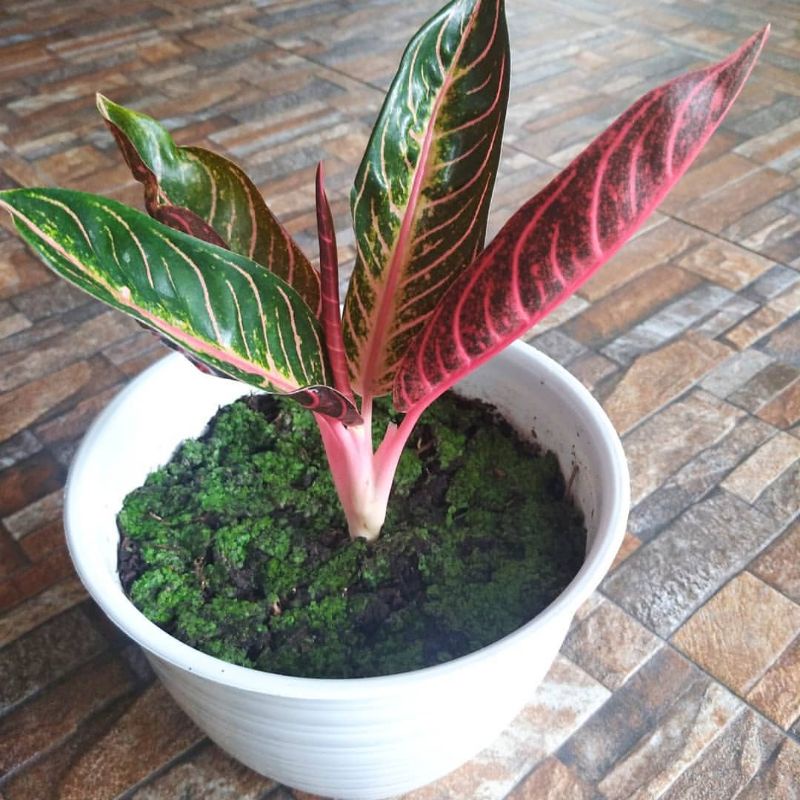 Jual HARGA PROMO! Aglonema Red Sumatra Anakan Shopee Indonesia