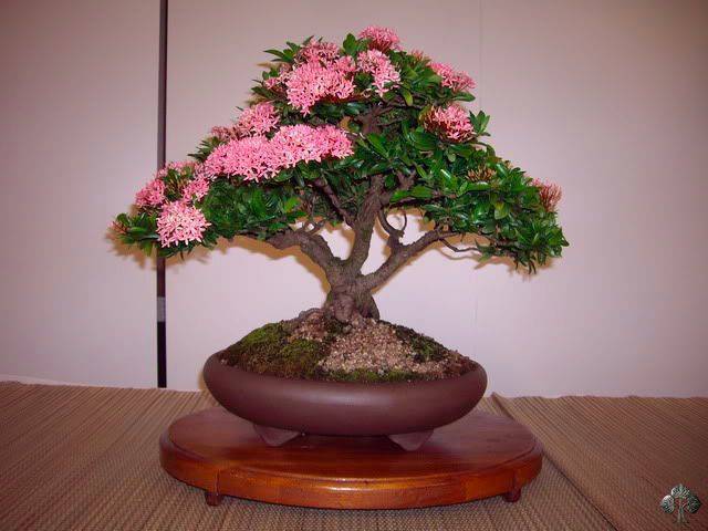 Jual Bibit Bonsai Tanaman Hias Bunga Asoka Bunga - Bibit Bonsai Asoka  Indonesia|Shopee Indonesia